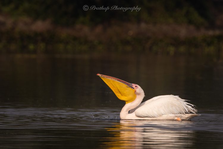 Bharatpur (2)